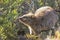 Quokka in the morning sun light