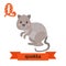 Quokka. Q letter. Cute children animal alphabet in vector. Funny