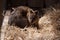 the quokka is resting on straw