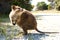 Quokka - Rottnest Island