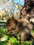 Quokka from Rottnest Island