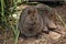 Quokka`s or short-tailed scrub wallaby in bush land