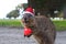 Quokka with Santa hat on beach background - Merry Christmas greeting card for Southern hemisphere