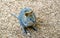 Quokka (Setonix brachyurus), a cute, small Australian kangaroo