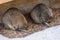 Quokka Setonix brachyurus sleeping family