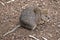 This is a quokka a small marsupial