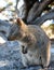 A Quokka into the wild. Rottnest Island. Western Australia. Australia