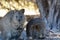 Quokkas. Rottnest Island. Western Australia. Australia