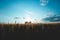 Quonset huts in a beautiful wheat field, at sunset, in central Alberta, Canada. Scenic view