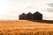 Quonset huts in a beautiful wheat field, at sunset, in central Alberta, Canada. Scenic view