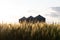 Quonset huts in a beautiful wheat field, at sunset, in central Alberta, Canada. Scenic view