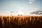 Quonset huts in a beautiful wheat field, at sunset, in central Alberta, Canada. Scenic view