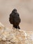 Raaf, Common Raven, Corvus corax