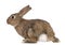 Rabbit against white background