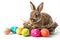 Rabbit amongst coloured eggs in basket, studio shot Curious, cute and funny Easter Bunny or Easter Rabbit peeking behind a pile of