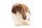 Rabbit Angora isolated on white background