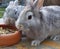 Rabbit animal cute pets close-up