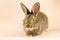 Rabbit on a beige background. Easter grey hare on a pastel pink background. Concept for the Easter holiday