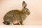 Rabbit on a beige background. Easter grey hare on a pastel pink background. Concept for the Easter holiday