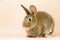 Rabbit on a beige background. Easter grey hare on a pastel pink background. Concept for the Easter holiday