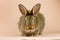 Rabbit on a beige background. Easter grey hare on a pastel pink background. Concept for the Easter holiday