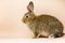 Rabbit on a beige background. Easter grey hare on a pastel pink background. Concept for the Easter holiday