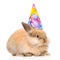 Rabbit in birthday hat l looking at camera. isolated on white ba