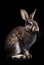 The rabbit on a black background. Generated AI