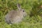 Rabbit in Bracken