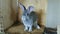 Rabbit breed gray chinchilla in a cage