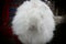 it is a rabbit breed known as angora rabbit, it's fur is being used for warm winter clothes.