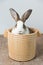 Rabbit with brown and white hairs sit in wooden bucket with white copy space for text