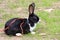 Rabbit bunny black and white