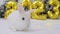 Rabbit bunny Christmas with golden foil balloons number 2023 and Christmas tree New Year animation Shining glitter