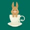 Rabbit/bunny sitting in white cup