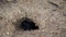 Rabbit burrow in the ground. The hole in the subsoil is the natural habitat of the bunnies