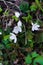 Rabbit cabbage a tree sorrel blooms in the forest with white flowers in early spring