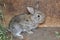 Rabbit in the cage - small bunny, countryside farm