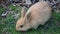 Rabbit in Canmore - Canada July 2019