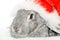 Rabbit in cap of Santy