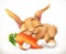 Rabbit and carrot cartoon character. Funny animals vector icon