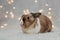 Rabbit for Christmas and New Year 2023. White and brown cute rabbit sits on a winter soft blue background with yellow bokeh