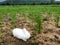 Rabbit in cornfield