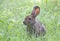 A Rabbit covered in engorged black-legged ticks or deer ticks on an early summer morning in the grass in Ottawa, Canada