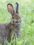 A Rabbit covered in engorged black-legged ticks or deer ticks on an early summer morning in the grass in Ottawa, Canada