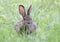 A Rabbit covered in engorged black-legged ticks or deer ticks on an early summer morning in the grass in Ottawa, Canada