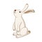 Rabbit, cute hare, bunny vector illustration