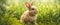 Rabbit. Cute little Easter bunny in meadow. Green grass under sunbeams. Rabbit