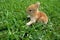 Rabbit. Cute Little Easter Bunny in the Meadow. Spring Flowers and Green Grass.