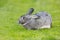 Rabbit. Cute rabbit bunny on the lawn in the garden